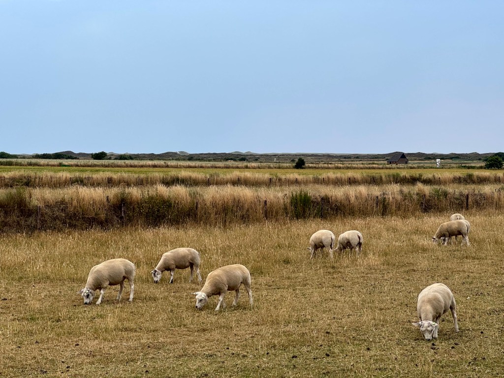 129. Textiel op&nbsp;Texel