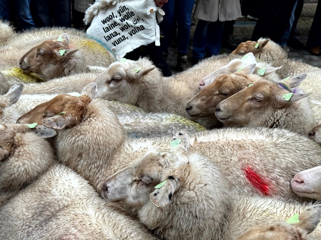 144. Wool March&nbsp;2025